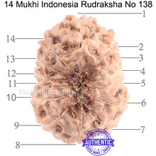 Load image into Gallery viewer, 14 mukhi Indonesian Rudraksha -  Bead No. 138
