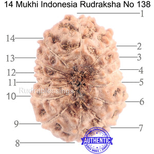 14 mukhi Indonesian Rudraksha -  Bead No. 138