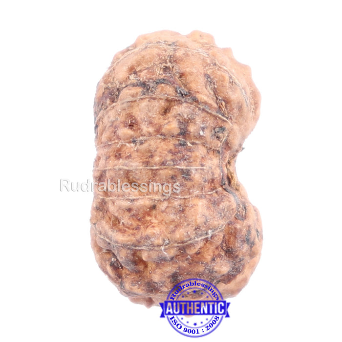 14 mukhi Indonesian Rudraksha -  Bead No. 139