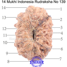 Load image into Gallery viewer, 14 mukhi Indonesian Rudraksha -  Bead No. 139
