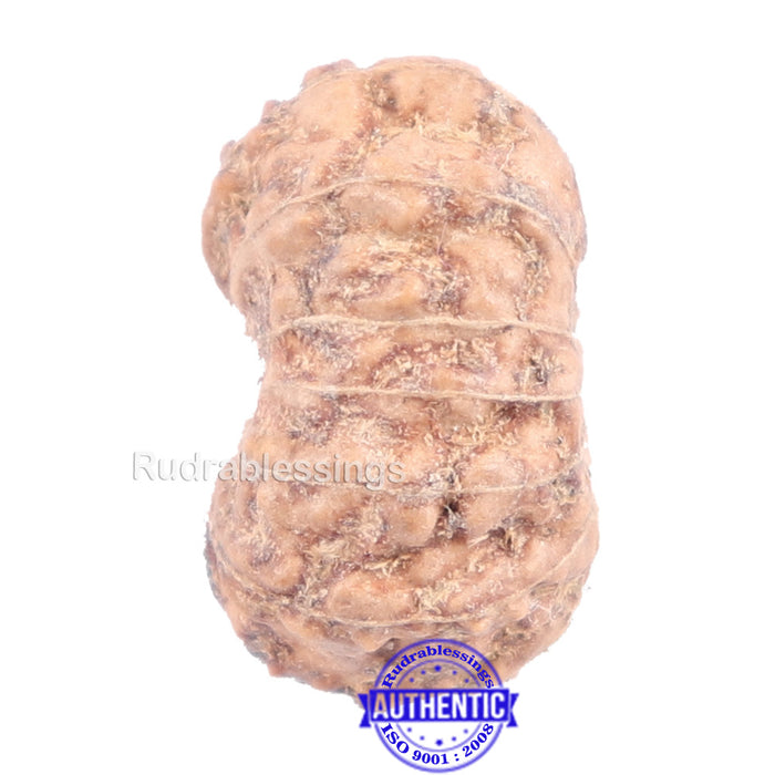 14 mukhi Indonesian Rudraksha -  Bead No. 139