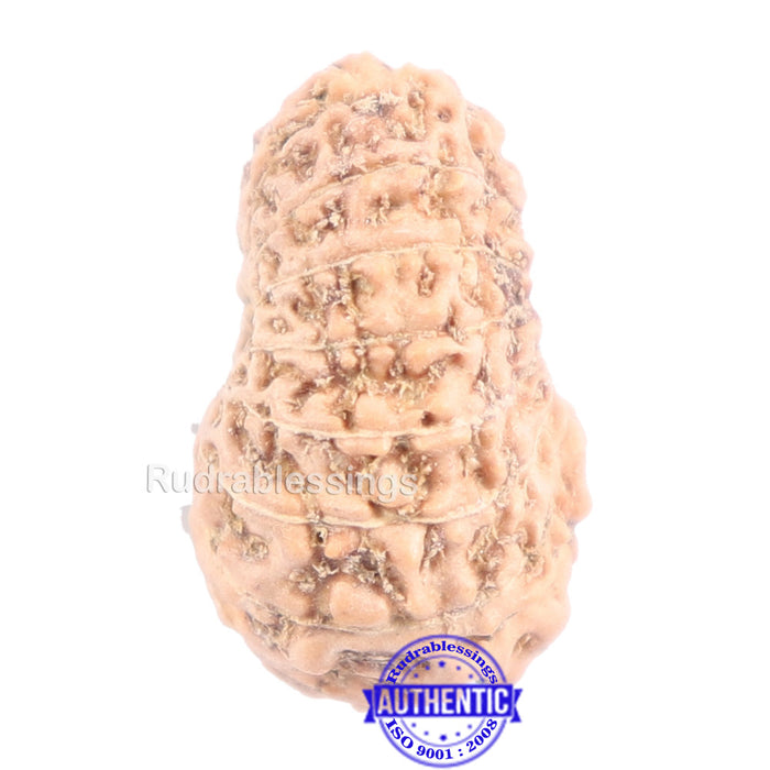 14 mukhi Indonesian Rudraksha -  Bead No. 141