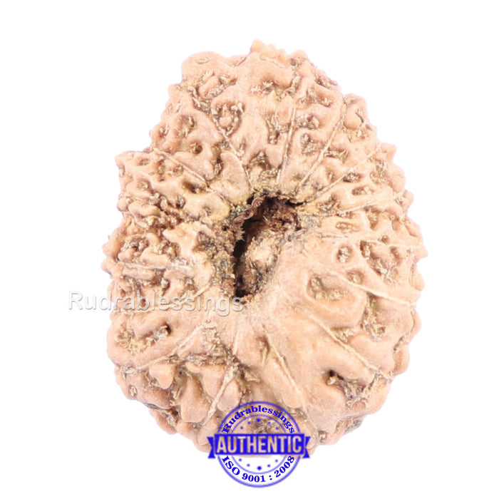 14 mukhi Indonesian Rudraksha -  Bead No. 141