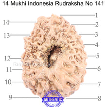 Load image into Gallery viewer, 14 mukhi Indonesian Rudraksha -  Bead No. 141
