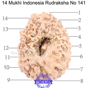 14 mukhi Indonesian Rudraksha -  Bead No. 141