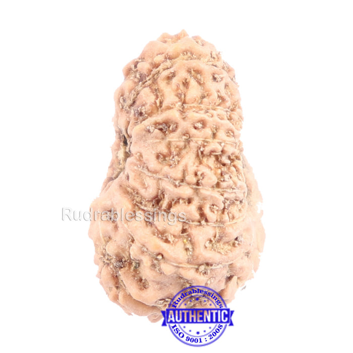 14 mukhi Indonesian Rudraksha -  Bead No. 141