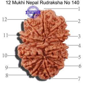 12 Mukhi Nepalese Rudraksha - Bead No 140