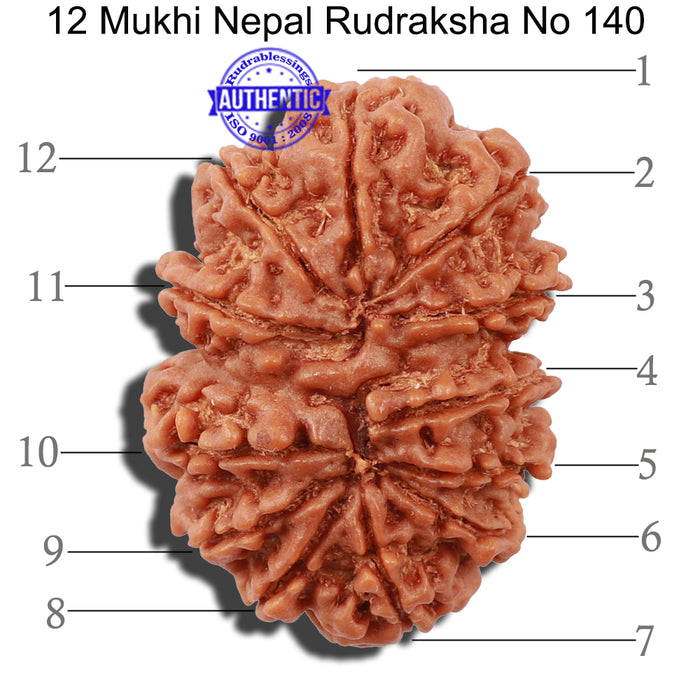 12 Mukhi Nepalese Rudraksha - Bead No 140