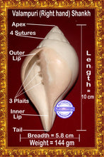 Load image into Gallery viewer, Valampuri Shankh - 144 gms
