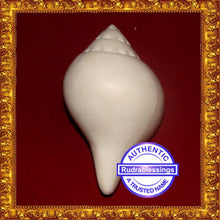 Load image into Gallery viewer, Valampuri Shankh - 144 gms
