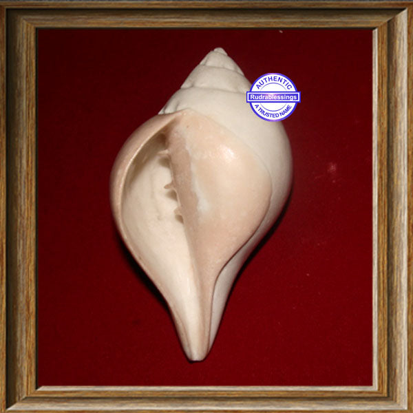 Valampuri Shankh - 144 gms