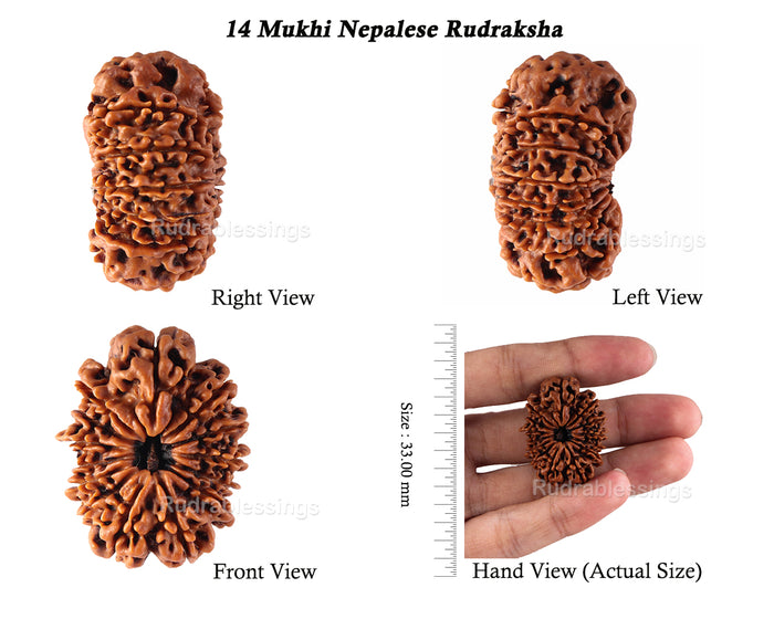 14 Mukhi Nepalese Rudraksha - Bead No. 143