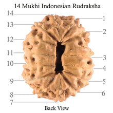 Load image into Gallery viewer, 14 mukhi Indonesian Rudraksha -  Bead No. 80

