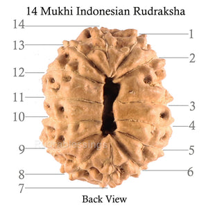 14 mukhi Indonesian Rudraksha -  Bead No. 80