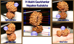 14 Mukhi Gaurishankar Rudraksha from Nepal