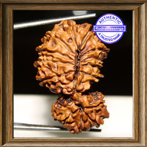 14 Mukhi Gaurishankar Rudraksha from Nepal