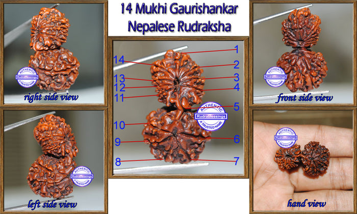 14 Mukhi Gaurishnakar Rudraksha from Nepal