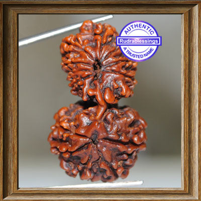14 Mukhi Gaurishnakar Rudraksha from Nepal