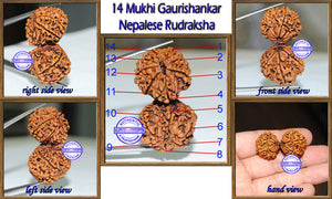 14 Mukhi Gaurishnakar Rudraksha from Nepal