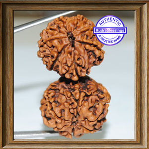 14 Mukhi Gaurishnakar Rudraksha from Nepal