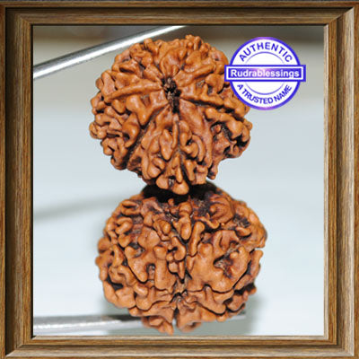 14 Mukhi Gaurishnakar Rudraksha from Nepal