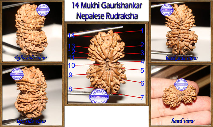 14 Mukhi Gaurishankar Rudraksha from Nepal