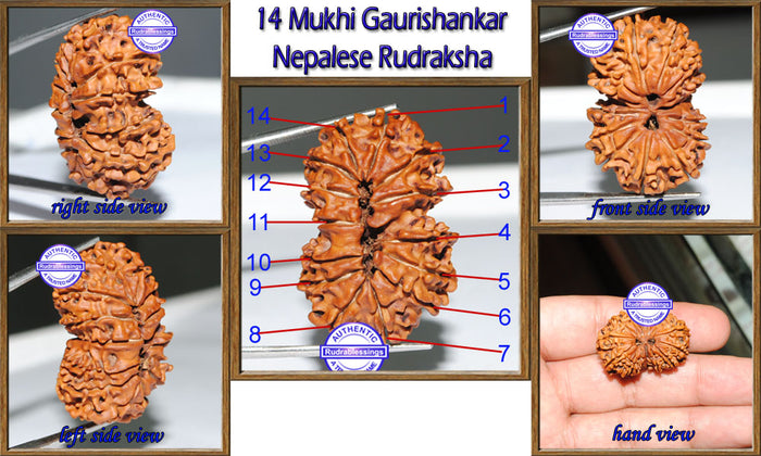 14 Mukhi Gaurishankar Rudraksha from Nepal