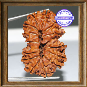 14 Mukhi Gaurishankar Rudraksha from Nepal