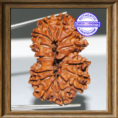 14 Mukhi Gaurishankar Rudraksha from Nepal