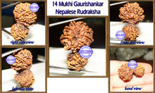 Load image into Gallery viewer, 14 Mukhi Gaurishankar Rudraksha from Nepal
