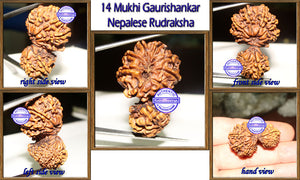14 Mukhi Gaurishankar Rudraksha from Nepal