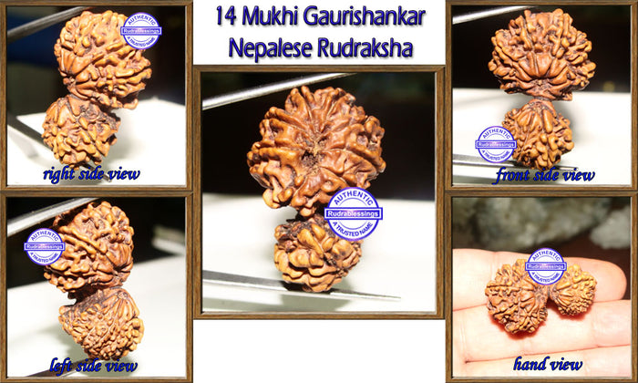 14 Mukhi Gaurishankar Rudraksha from Nepal