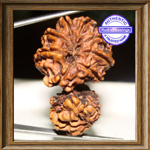 14 Mukhi Gaurishankar Rudraksha from Nepal