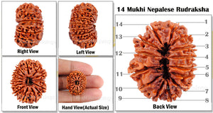 14 Mukhi Nepalese Rudraksha - Bead No. 3