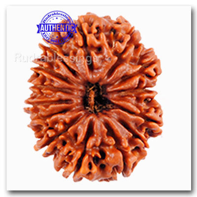 14 Mukhi Nepalese Rudraksha - Bead No. 3