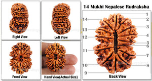 14 Mukhi Nepalese Rudraksha - Bead No. 64
