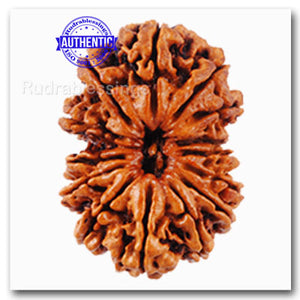 14 Mukhi Nepalese Rudraksha - Bead No. 64