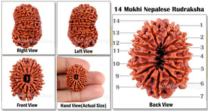 14 Mukhi Nepalese Rudraksha - Bead No. 83