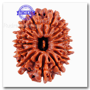 14 Mukhi Nepalese Rudraksha - Bead No. 83