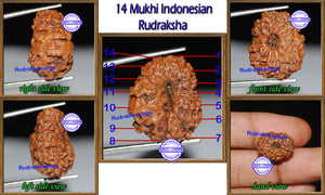 14 mukhi Indonesian Rudraksha - Bead No. 89