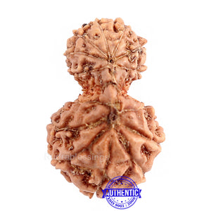 14 mukhi Indonesian Gaurishankar Rudraksha -  Bead No. 159