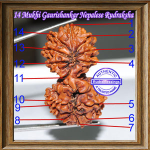 14 Mukhi Gaurishankar Rudraksha from Nepal