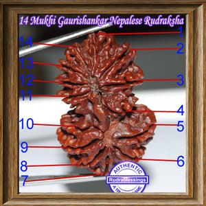 14 Mukhi Gaurishankar Rudraksha from Nepal