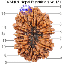 Load image into Gallery viewer, 14 Mukhi Nepalese Rudraksha - Bead No. 181
