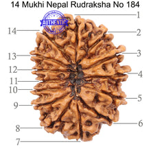 Load image into Gallery viewer, 14 Mukhi Nepalese Rudraksha - Bead No. 184
