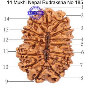 14 Mukhi Nepalese Rudraksha - Bead No. 185