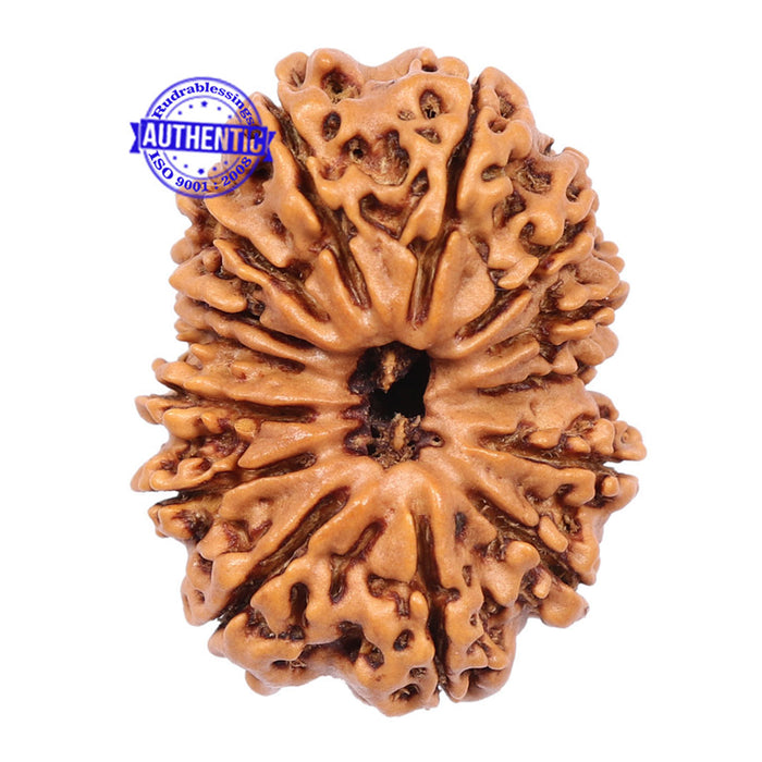 14 Mukhi Nepalese Rudraksha - Bead No. 185