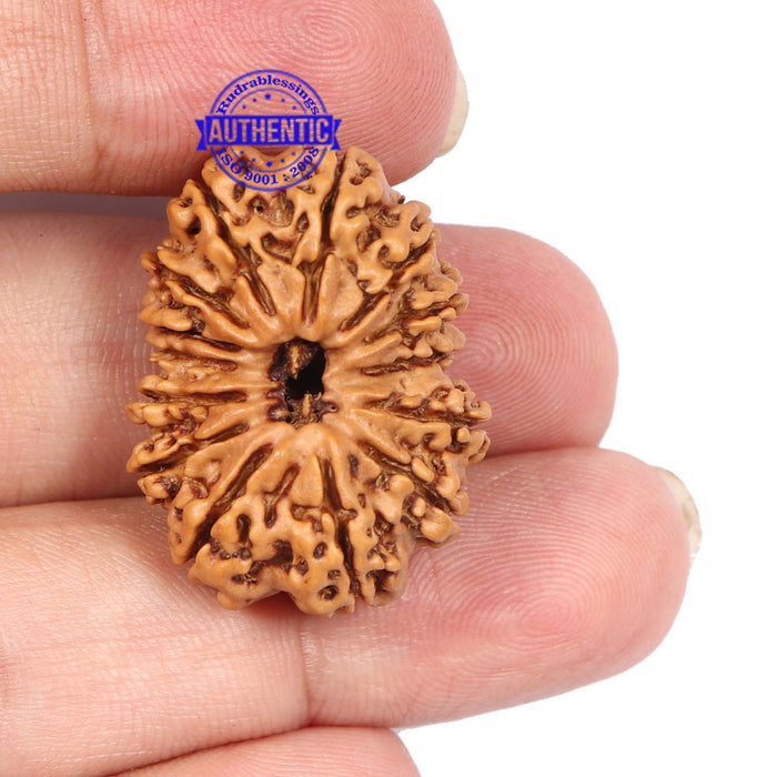 14 Mukhi Nepalese Rudraksha - Bead No. 185