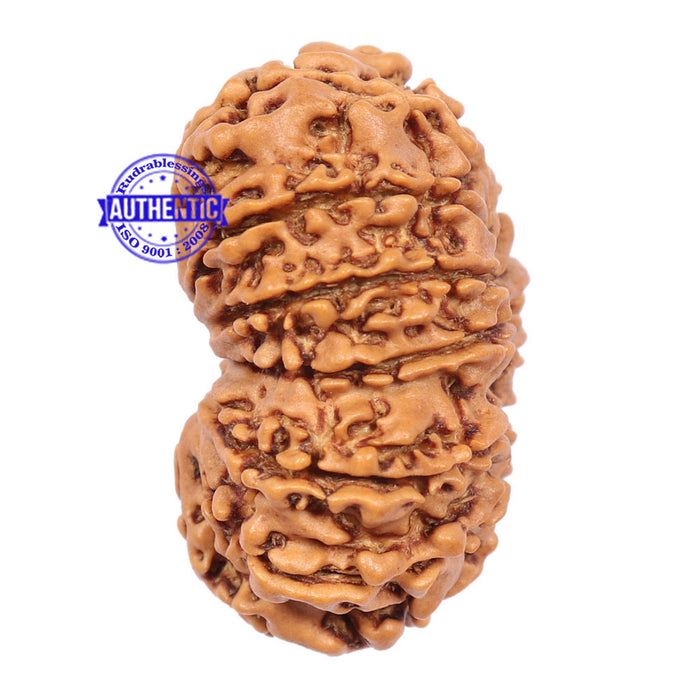 14 Mukhi Nepalese Rudraksha - Bead No. 185