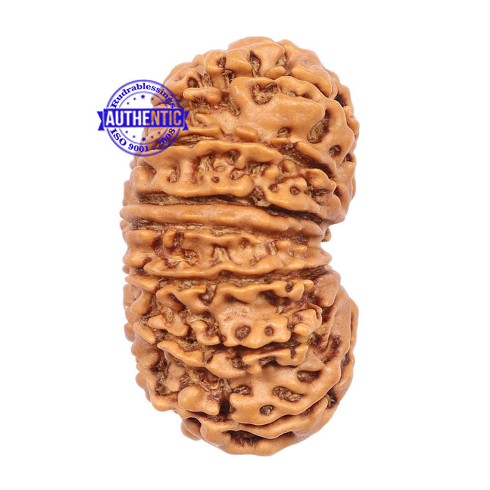 14 Mukhi Nepalese Rudraksha - Bead No. 185